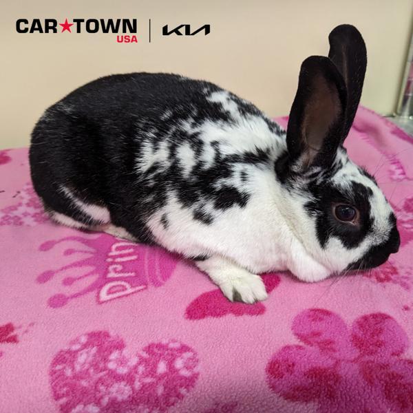 Bunch, Adoptable, Adult Female Bunny Rabbit.