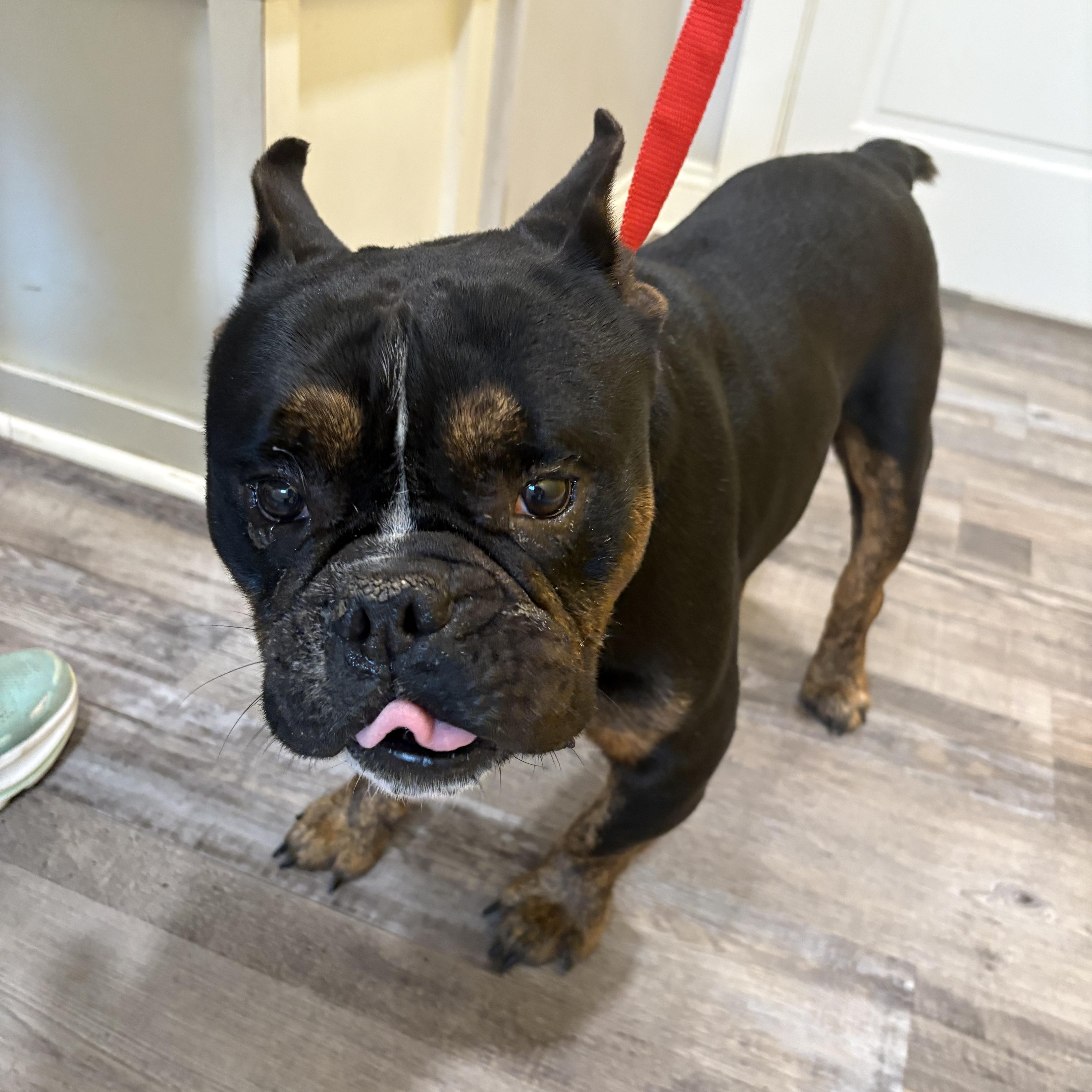 Enlarge Tango , a ADOPTABLE mixed breed in Baker, LA image 1/6