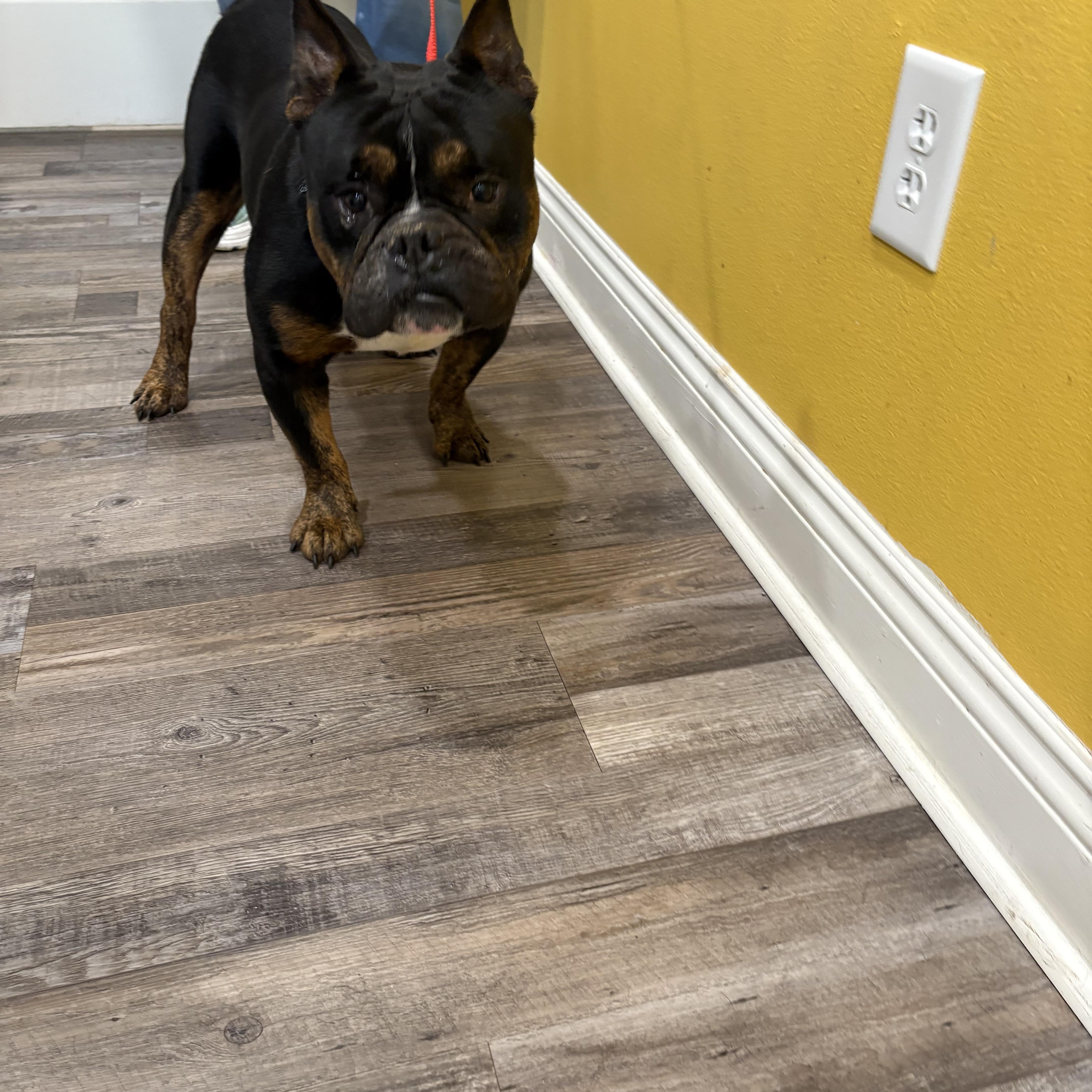 Enlarge Tango , a ADOPTABLE mixed breed in Baker, LA image 5/6