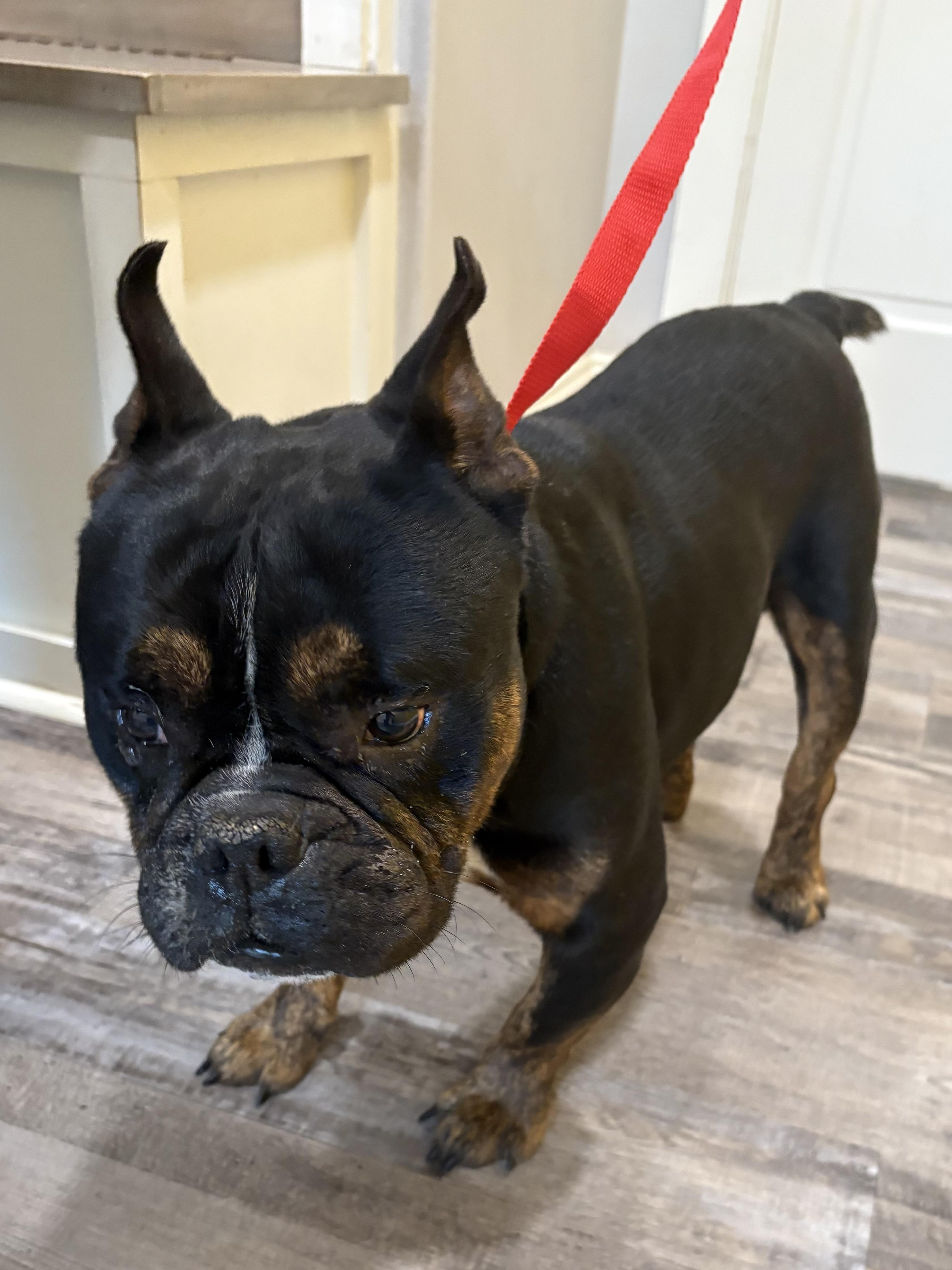 Enlarge Tango , a ADOPTABLE mixed breed in Baker, LA image 6/6