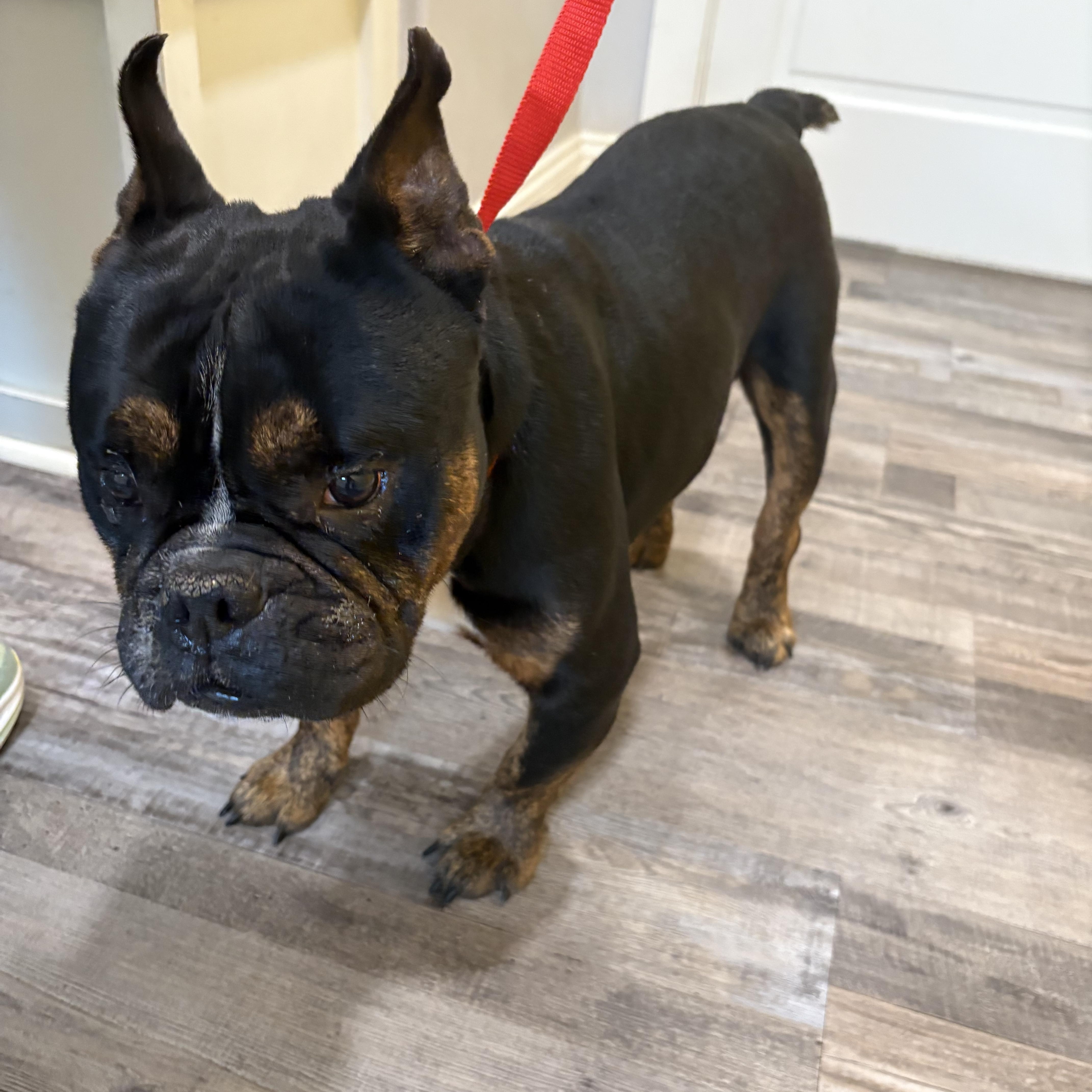 Enlarge Tango , a ADOPTABLE mixed breed in Baker, LA image 3/6