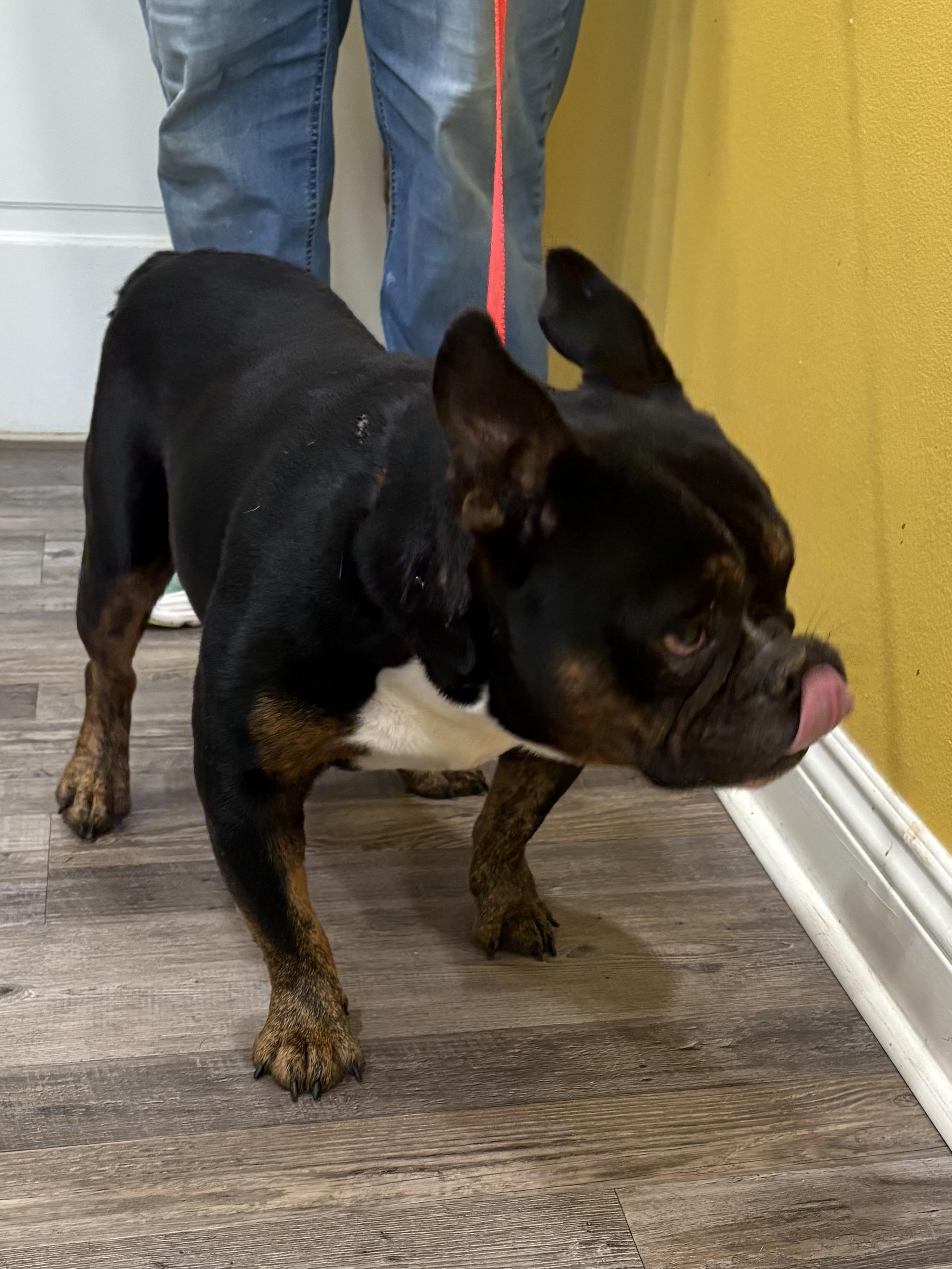 Enlarge Tango , a ADOPTABLE mixed breed in Baker, LA image 4/6