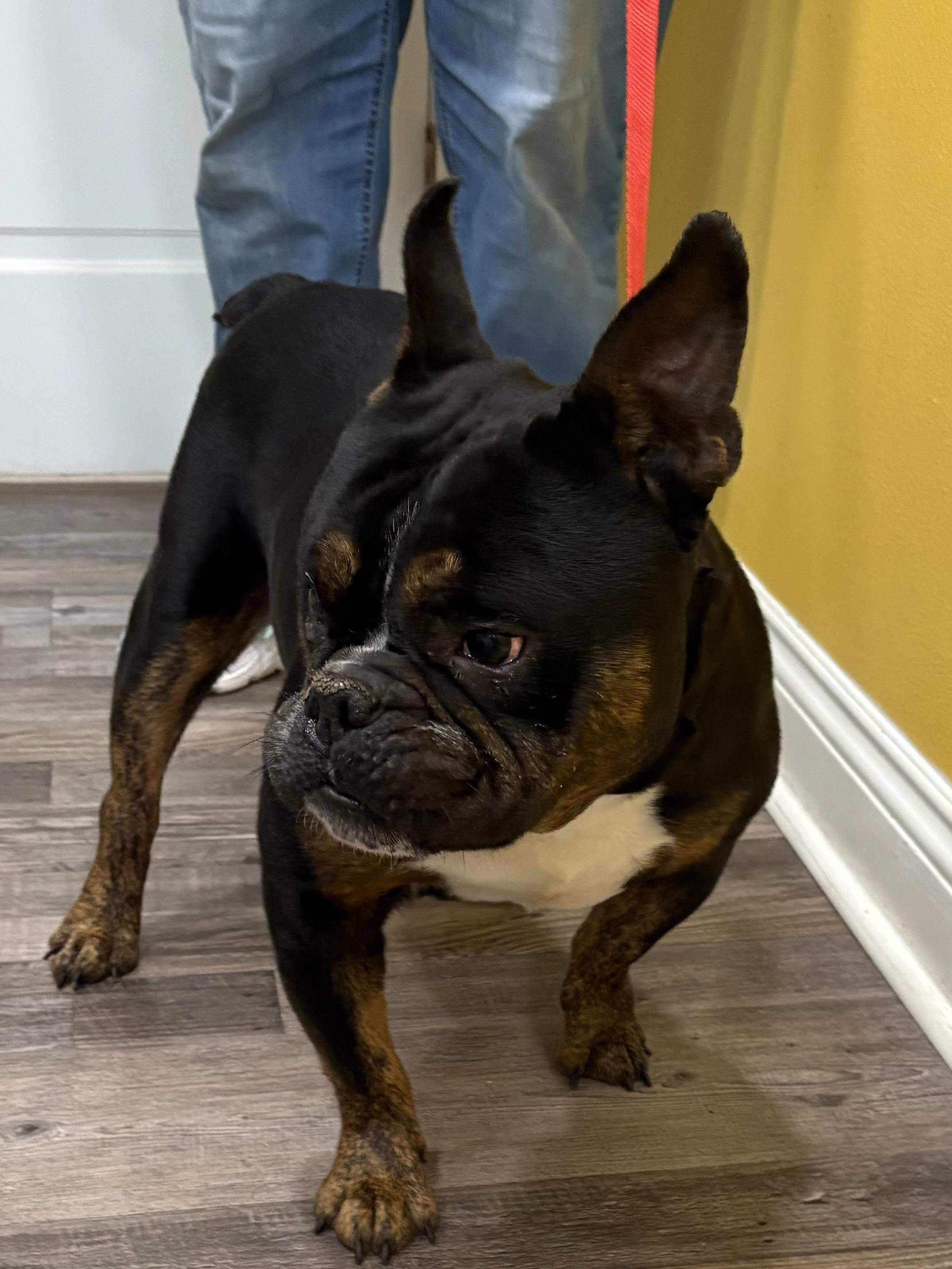 Enlarge Tango , a ADOPTABLE mixed breed in Baker, LA image 2/6