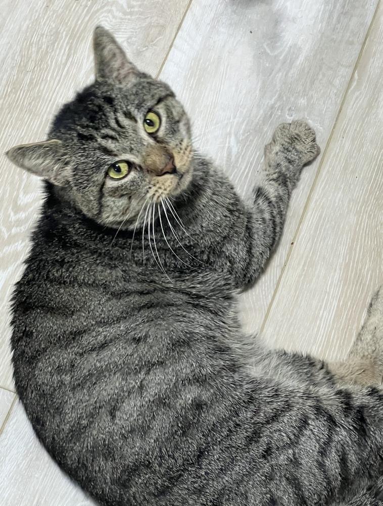 Ping Pong - FeLV, a Adoptable Domestic Short Hair in East hartford, CT image 1/2