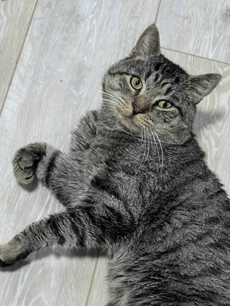 Ping Pong - FeLV, a Adoptable Domestic Short Hair in East hartford, CT image 2/2