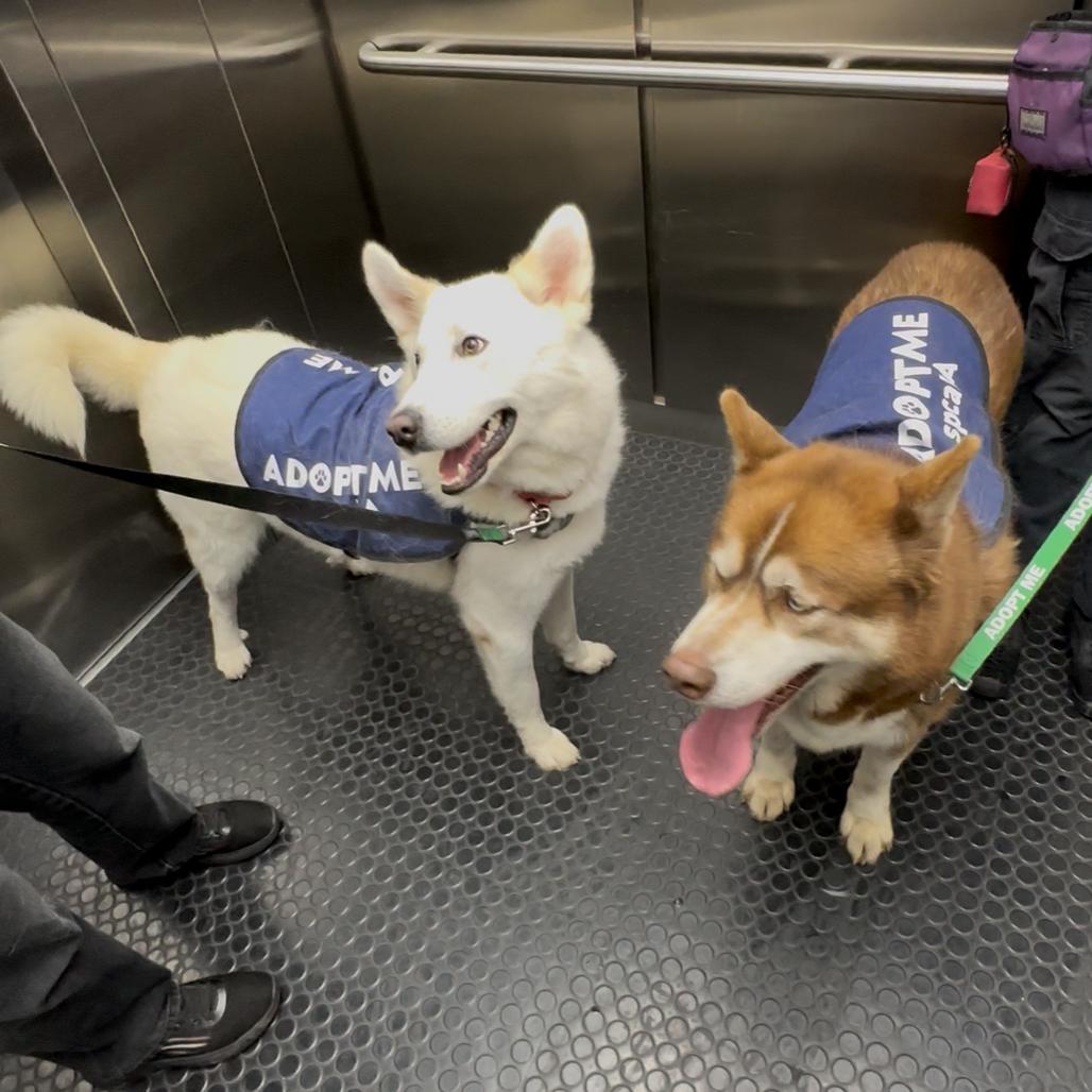 Silver Surfer, Adoptable, Adult Male Husky.