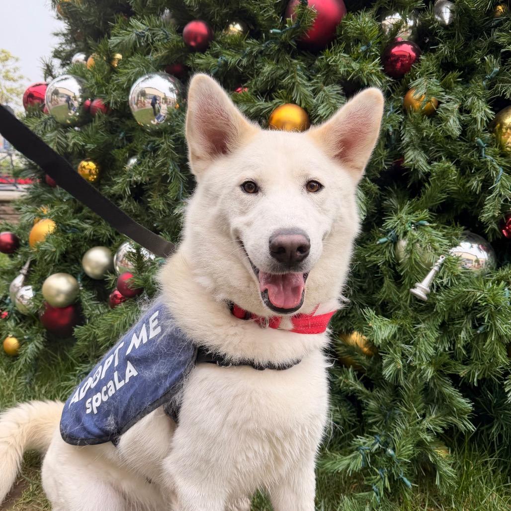 Silver Surfer, Adoptable, Adult Male Husky.