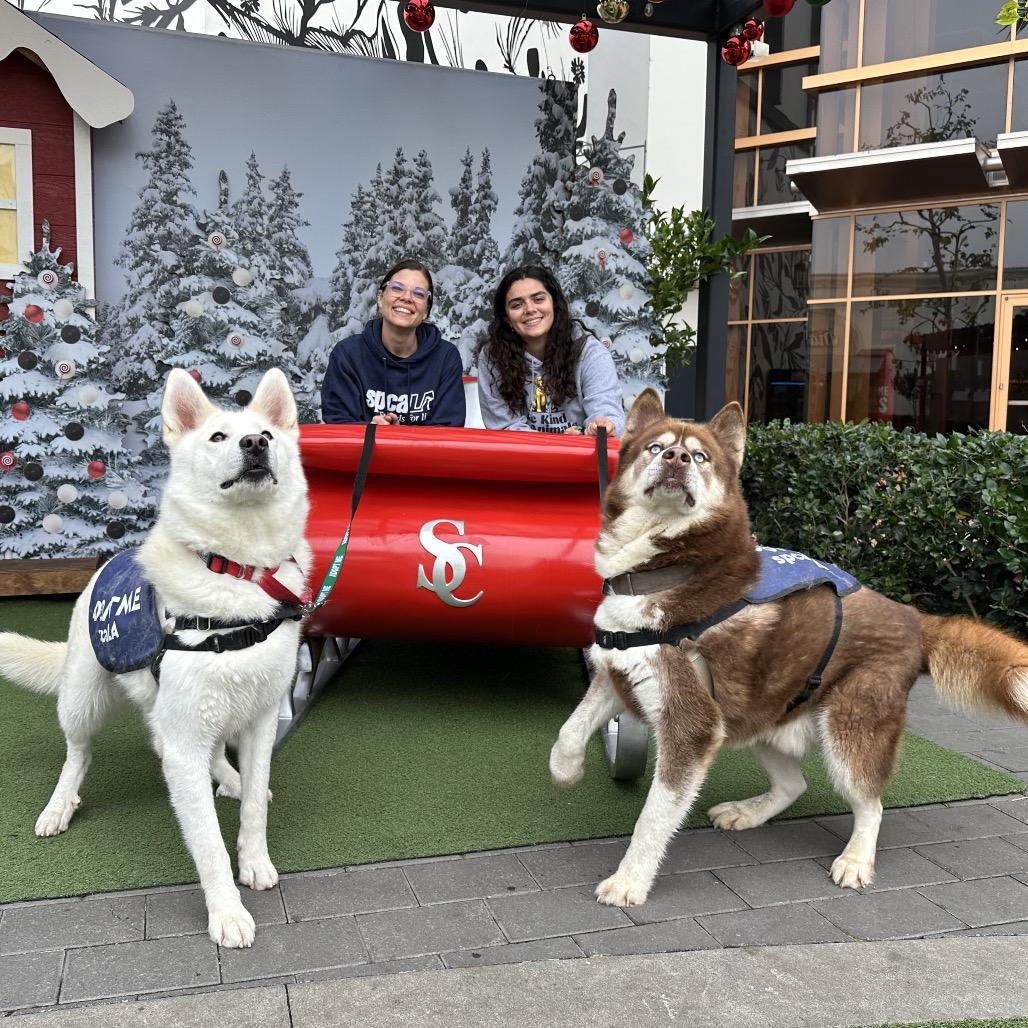 Enlarge Silver Surfer, a Adoptable mixed breed in Hawthorne, CA image 4/6