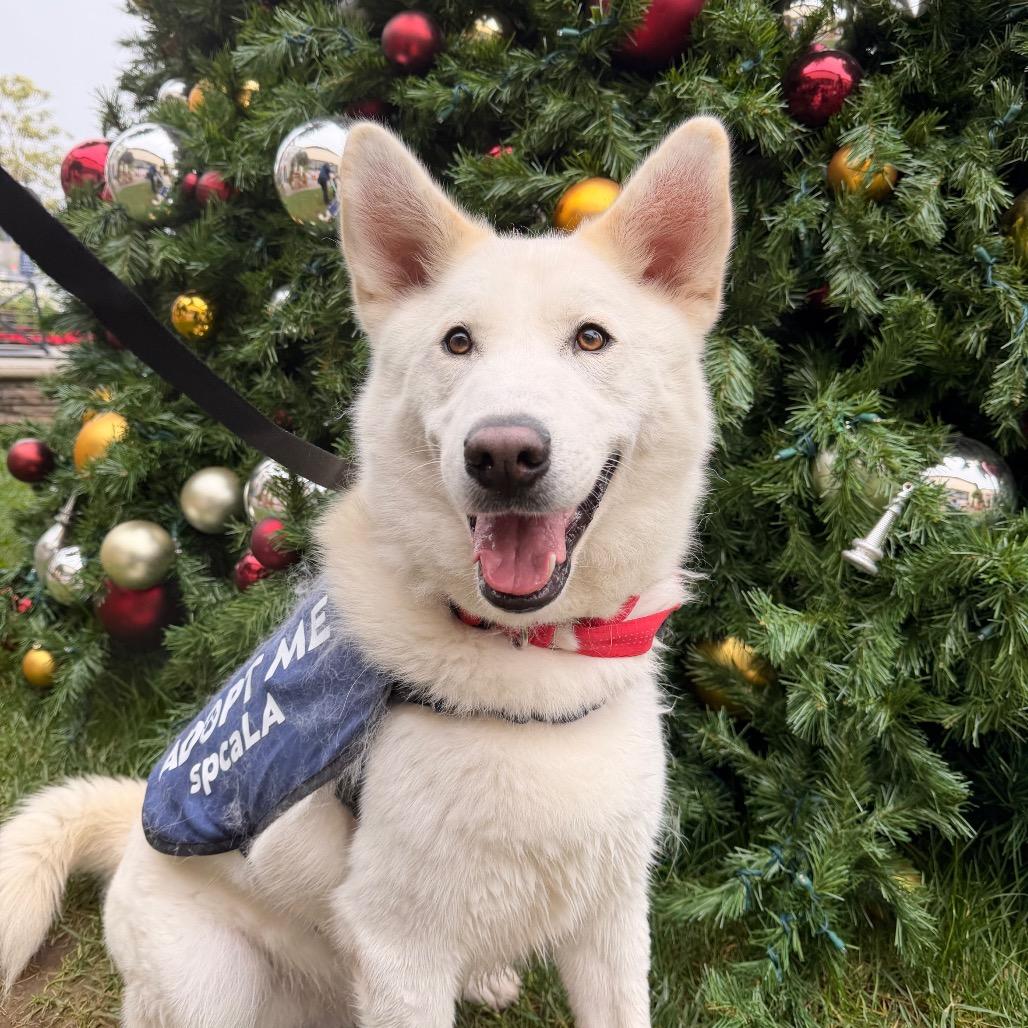 Enlarge Silver Surfer, a Adoptable mixed breed in Hawthorne, CA image 4/6