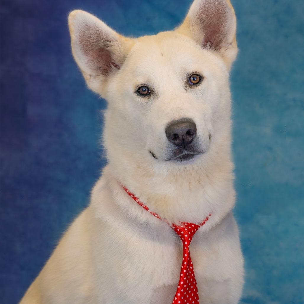 Enlarge Silver Surfer, a Adoptable mixed breed in Hawthorne, CA image 5/6