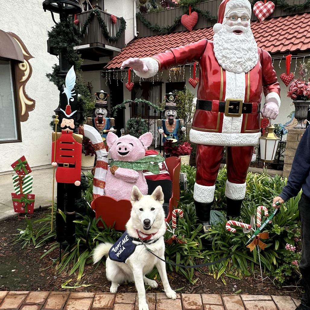 Enlarge Silver Surfer, a Adoptable mixed breed in Hawthorne, CA image 6/6