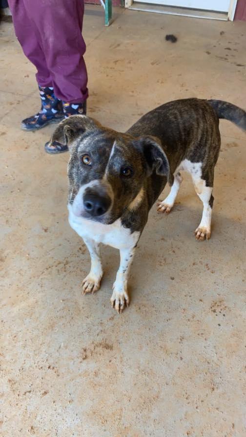 Zena, Adoptable, Adult Female Mixed Breed.