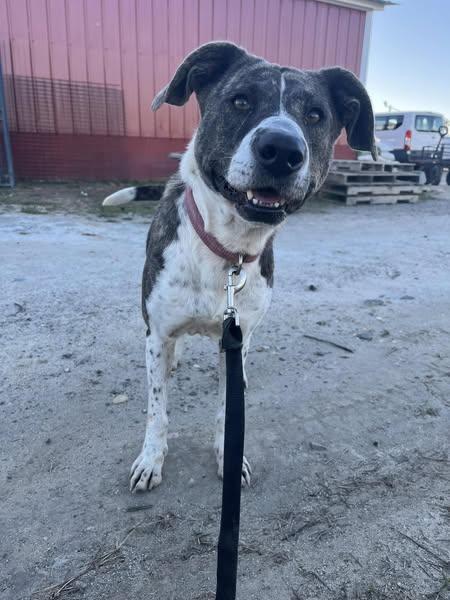 Zena