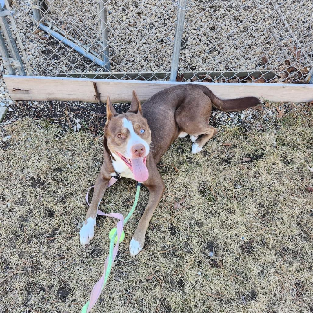 Koda, Adoptable, Adult Male Husky.