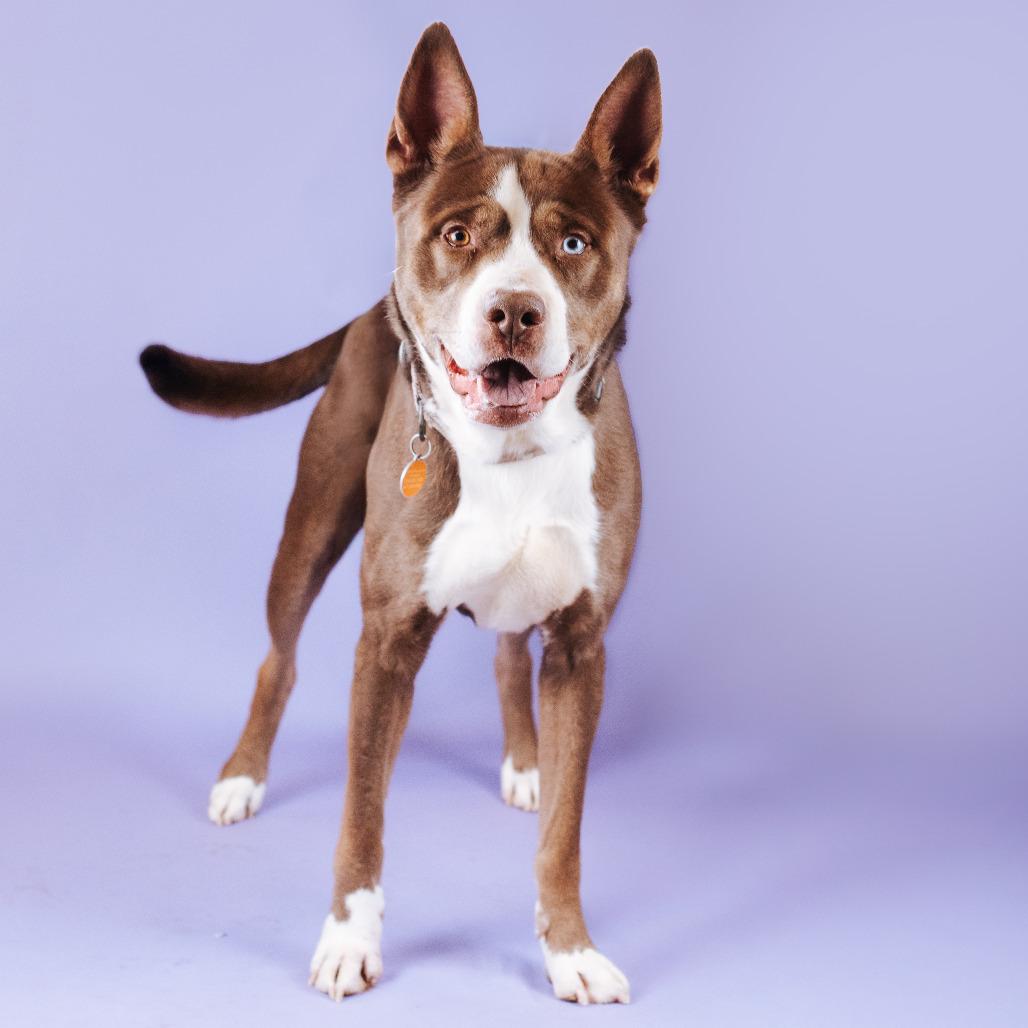 Koda, Adoptable, Adult Male Husky.