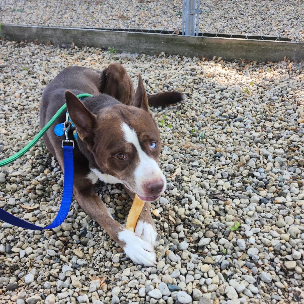 Enlarge Koda, a Adoptable Husky in Northbrook, IL image 2/5