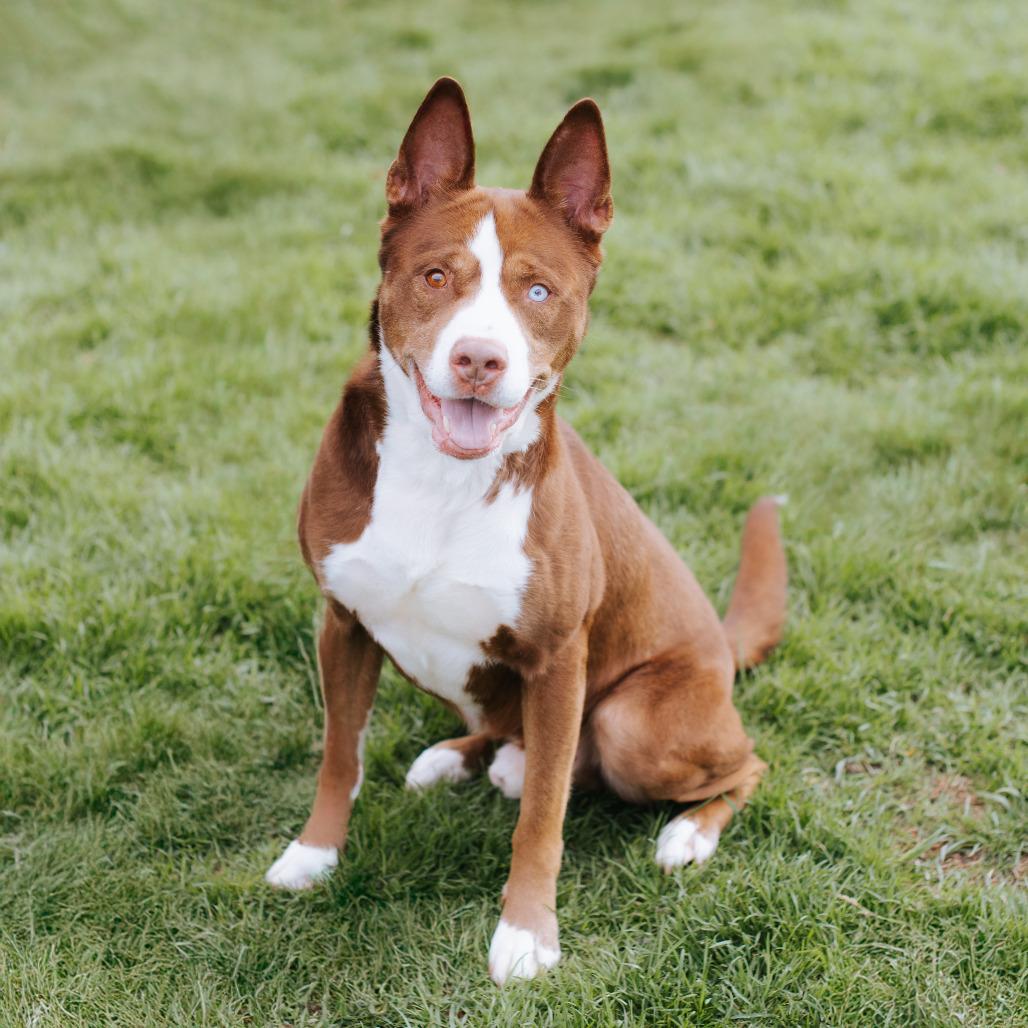 Enlarge Koda, a Adoptable Husky in Northbrook, IL image 4/5