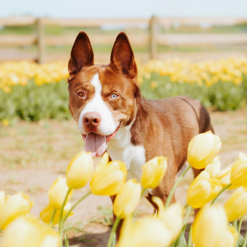 Enlarge Koda, a Adoptable Husky in Northbrook, IL image 5/5