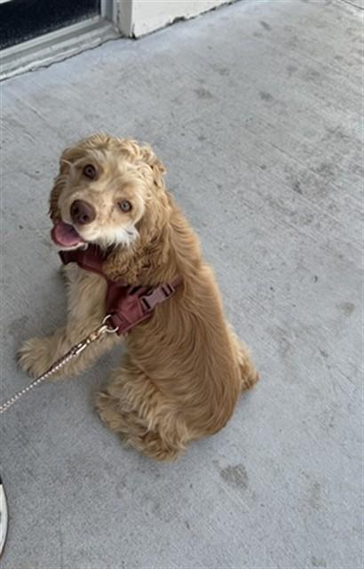 Enlarge OLIVER, a Adoptable Cockapoo in Miami, FL image 1/1