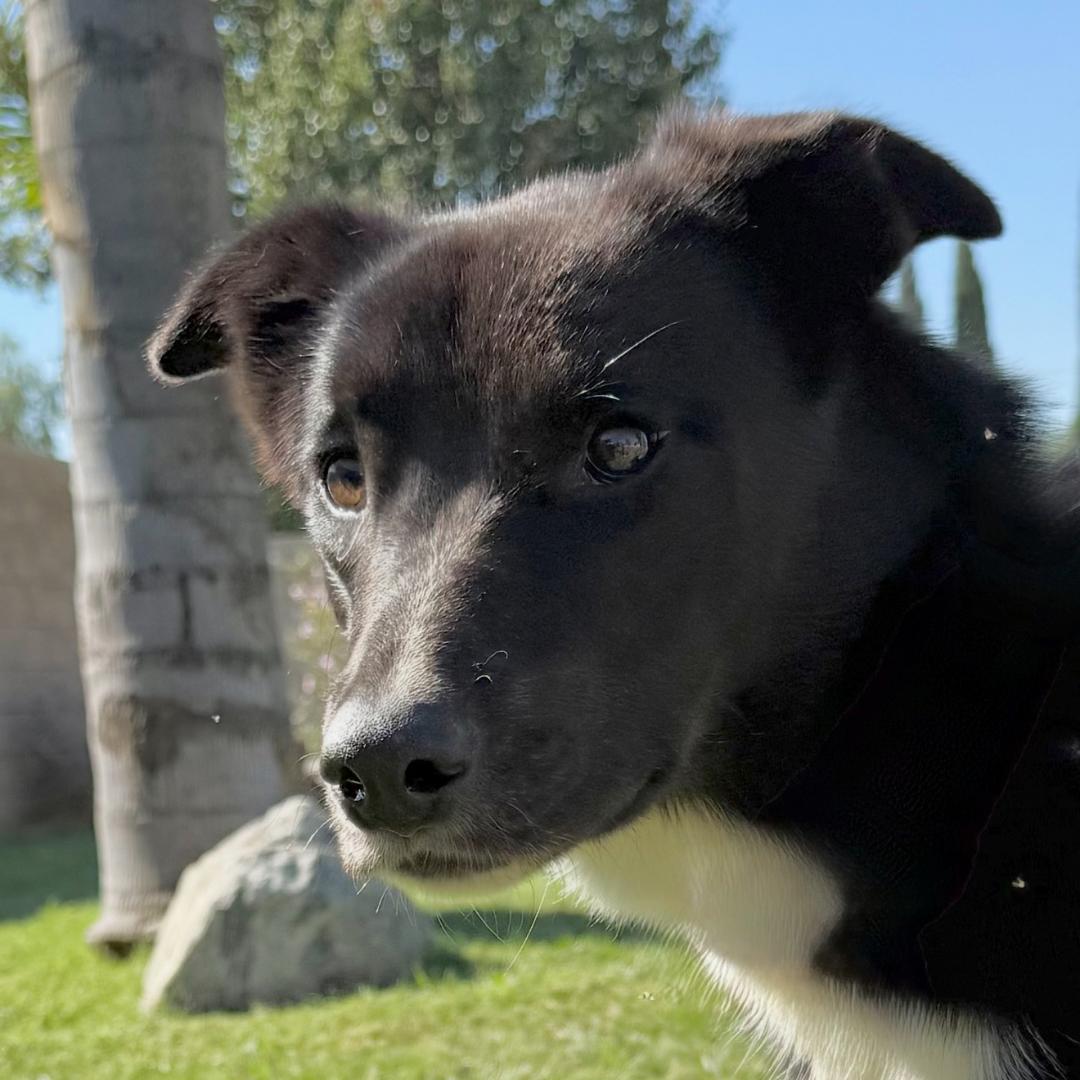 KAIDA, Adopted, Young Female Border Collie.