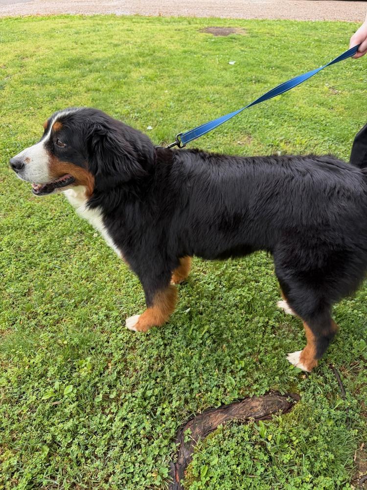 Maple, Adopted, Adult Female Bernese Mountain Dog.