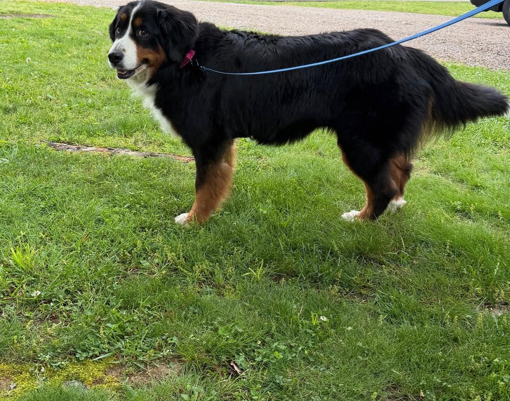 Enlarge Maple, a Adopted Bernese Mountain Dog in Evansville, IN image 2/5