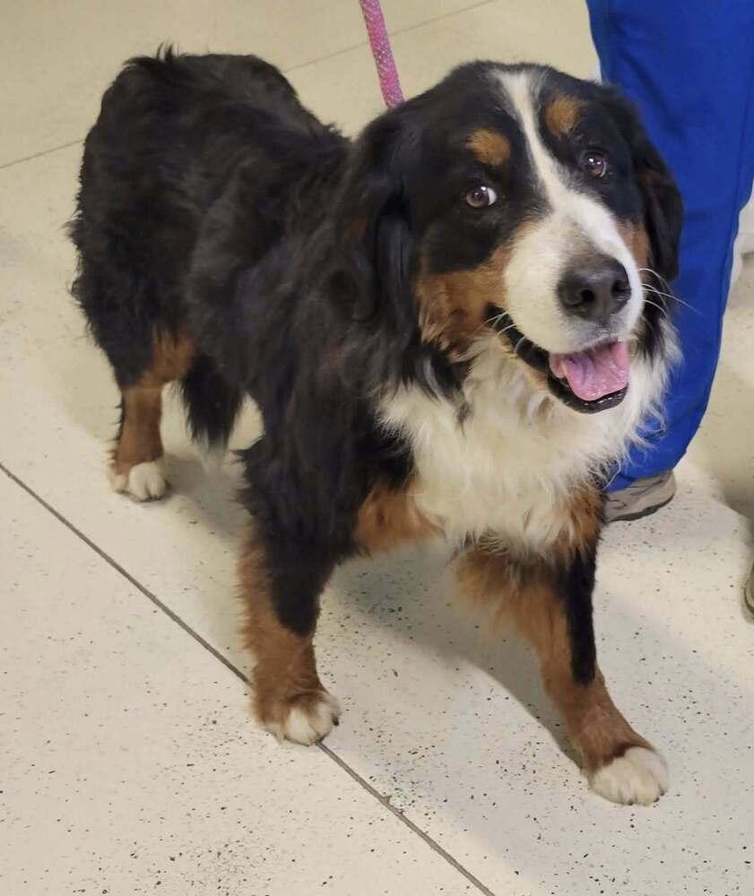 Enlarge Maple, a Adopted Bernese Mountain Dog in Evansville, IN image 3/5