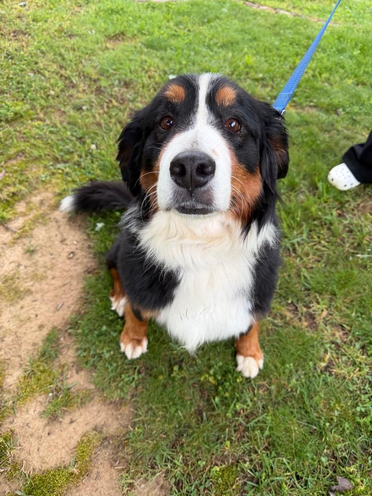 Enlarge Maple, a Adopted Bernese Mountain Dog in Evansville, IN image 4/5