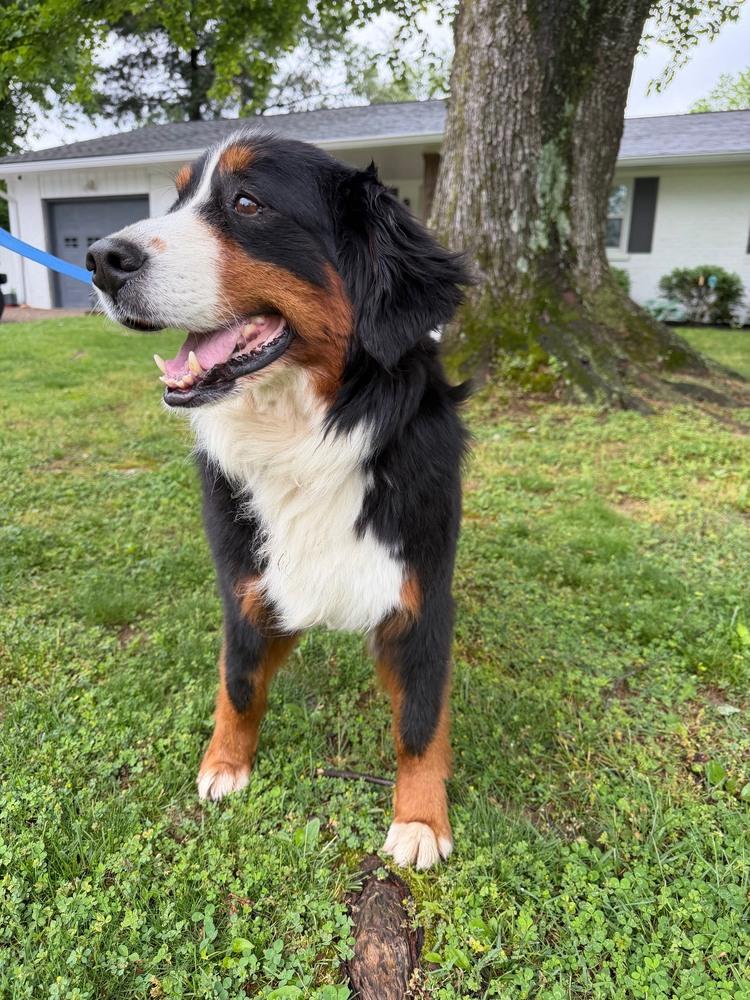 Enlarge Maple, a Adopted Bernese Mountain Dog in Evansville, IN image 5/5