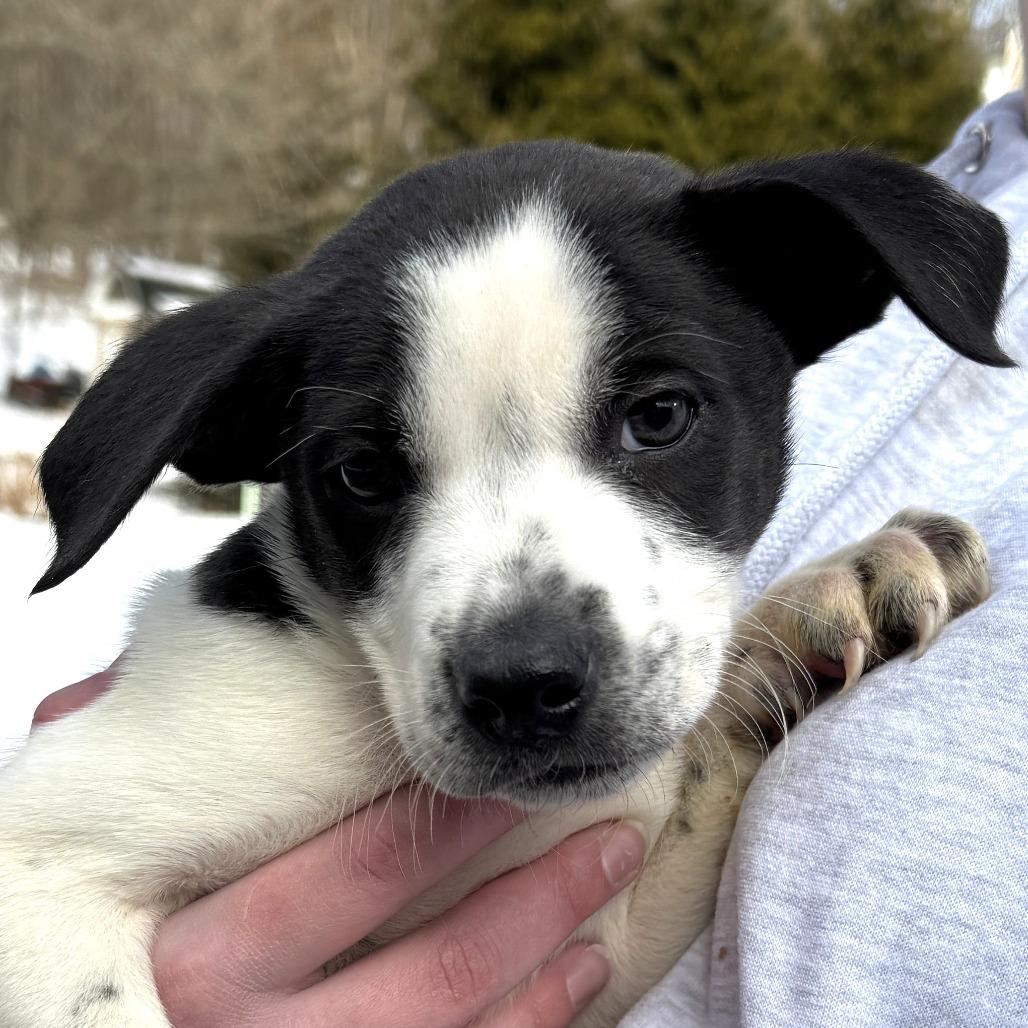 Enlarge NY Phoenix (Foster in Mahopac), a Adoptable mixed breed in Mahopac, NY image 1/4