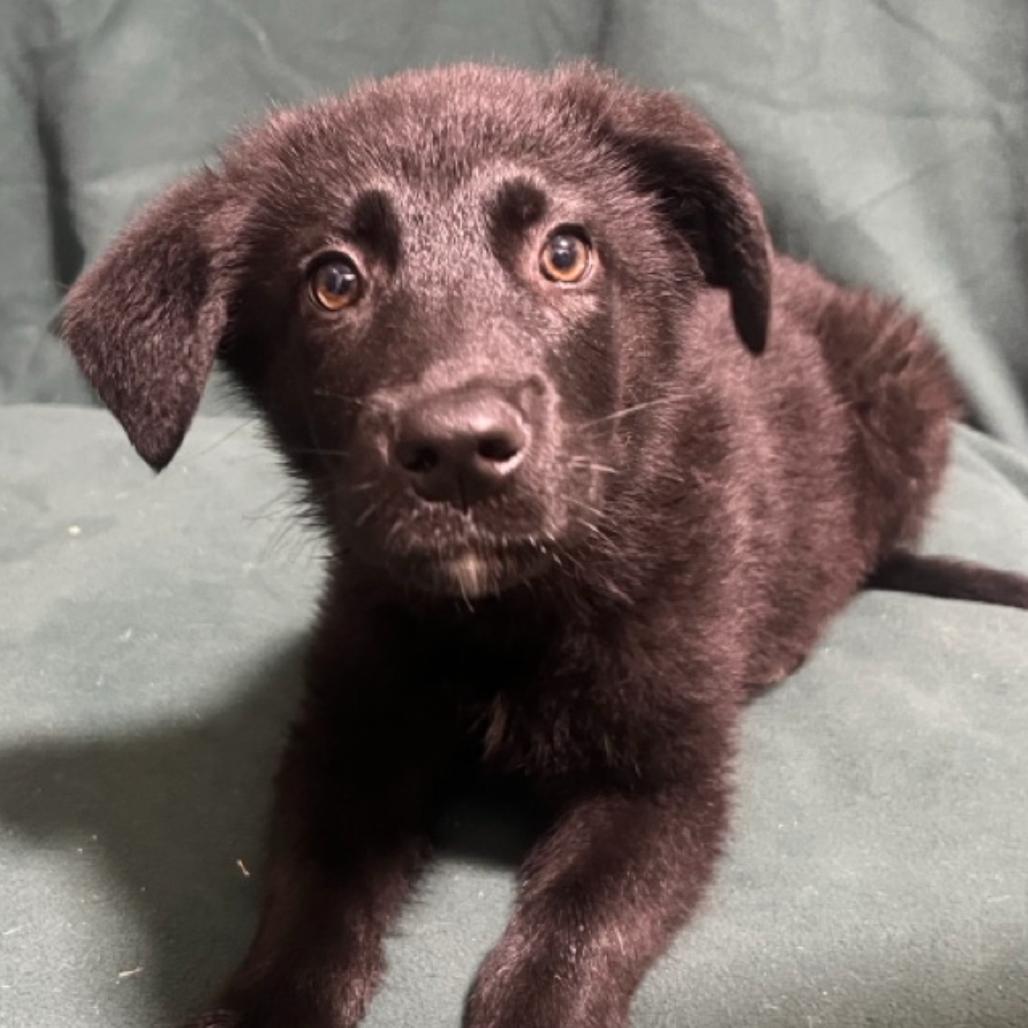 Dana, Charge Nurse, Adoptable, Puppy Female German Shepherd Dog & Mixed Breed.