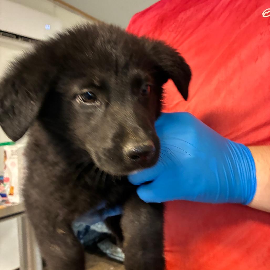 Enlarge Dana, Charge Nurse, a Adoptable mixed breed in Hattiesburg, MS image 2/3