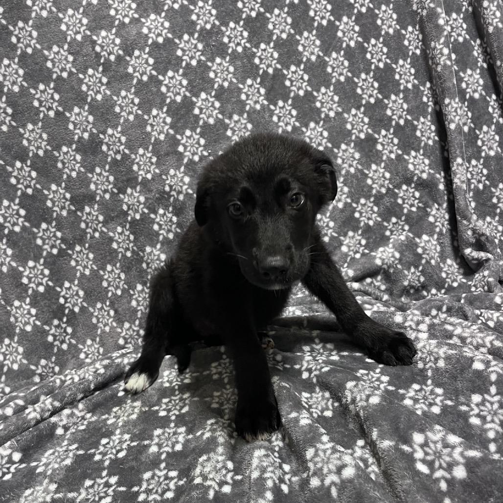 Enlarge Dana, Charge Nurse, a Adoptable mixed breed in Hattiesburg, MS image 3/3