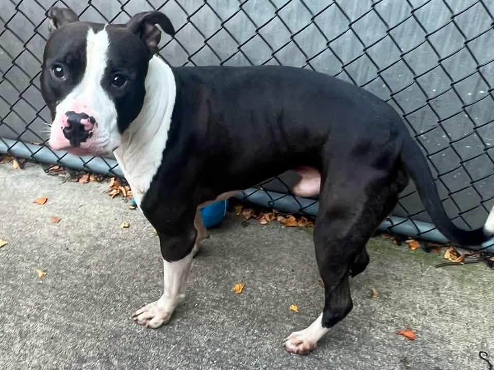 Enlarge Jimmy, a Adoptable Pit Bull Terrier in Chicago, IL image 3/5