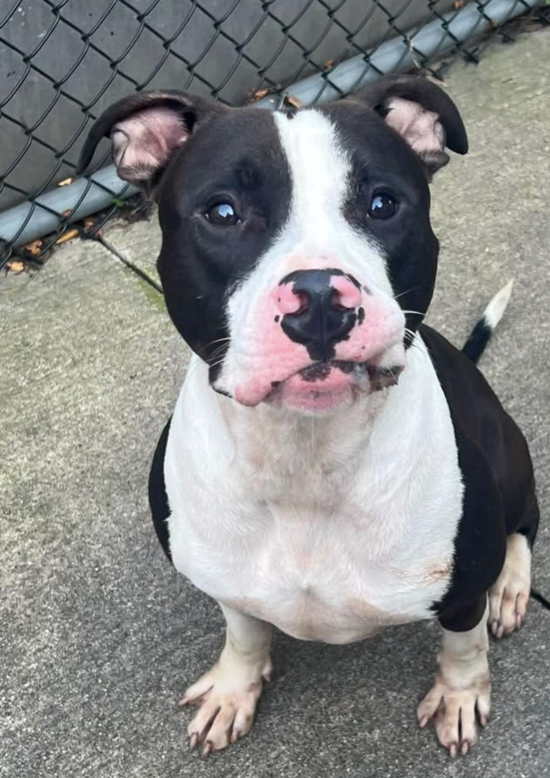 Jimmy, Adoptable, Adult Male Pit Bull Terrier.