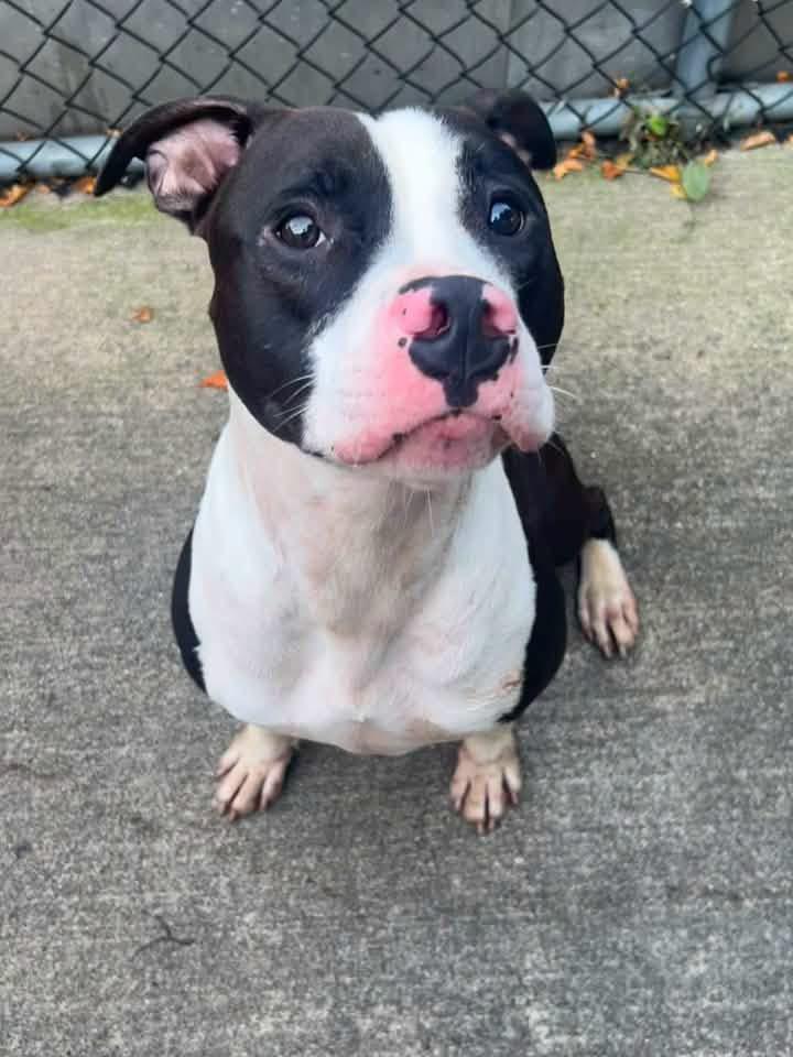 Enlarge Jimmy, a Adoptable Pit Bull Terrier in Chicago, IL image 2/5