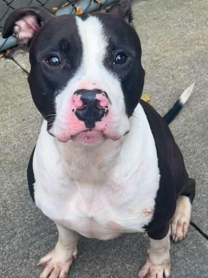 Enlarge Jimmy, a Adoptable Pit Bull Terrier in Chicago, IL image 4/5