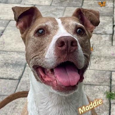 Enlarge Maddie, a Adoptable Mixed Breed in Palm Harbor, FL image 4/5