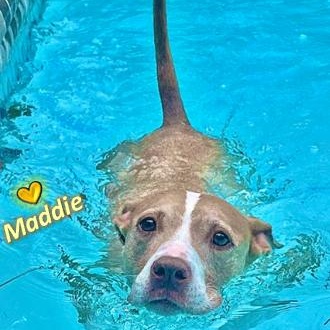 Enlarge Maddie, a Adoptable Mixed Breed in Palm Harbor, FL image 3/5