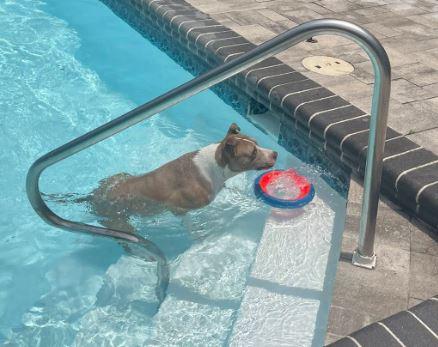 Enlarge Maddie, a Adoptable Mixed Breed in Palm Harbor, FL image 5/5