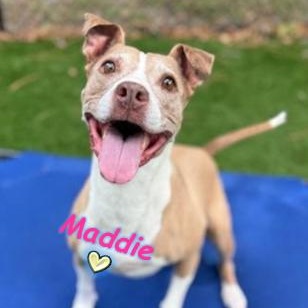 Enlarge Maddie, a Adoptable Mixed Breed in Palm Harbor, FL image 2/5