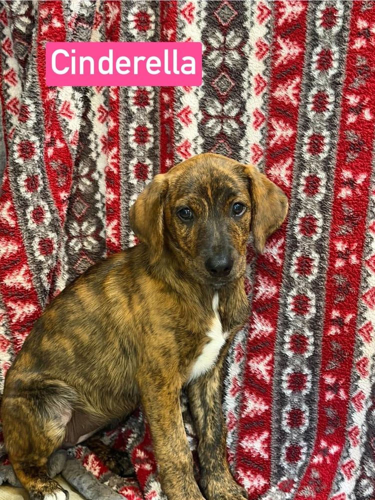 Cinderella, Adoptable, Puppy Female Plott Hound & Mixed Breed.