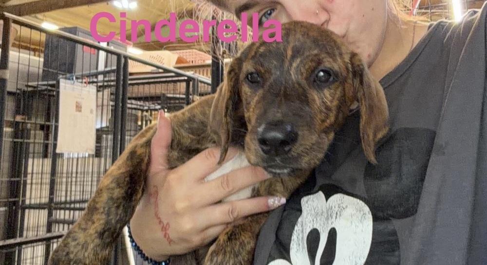 Enlarge Cinderella, a Adoptable mixed breed in Warrenton, MO image 2/3