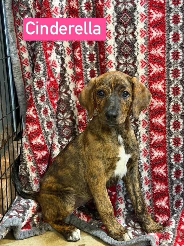 Enlarge Cinderella, a Adoptable mixed breed in Warrenton, MO image 3/3