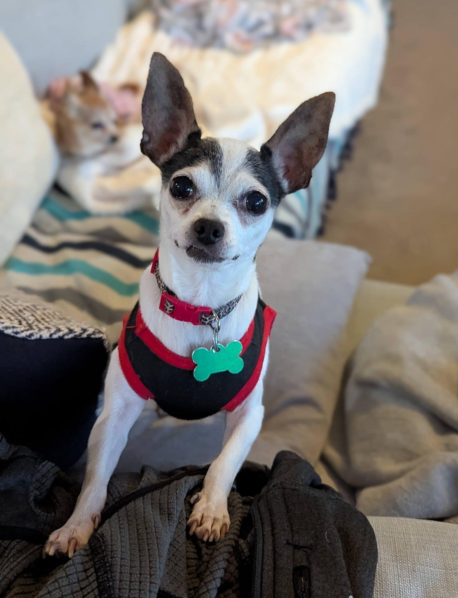 Paloma, a Adoptable Chihuahua image 1/5