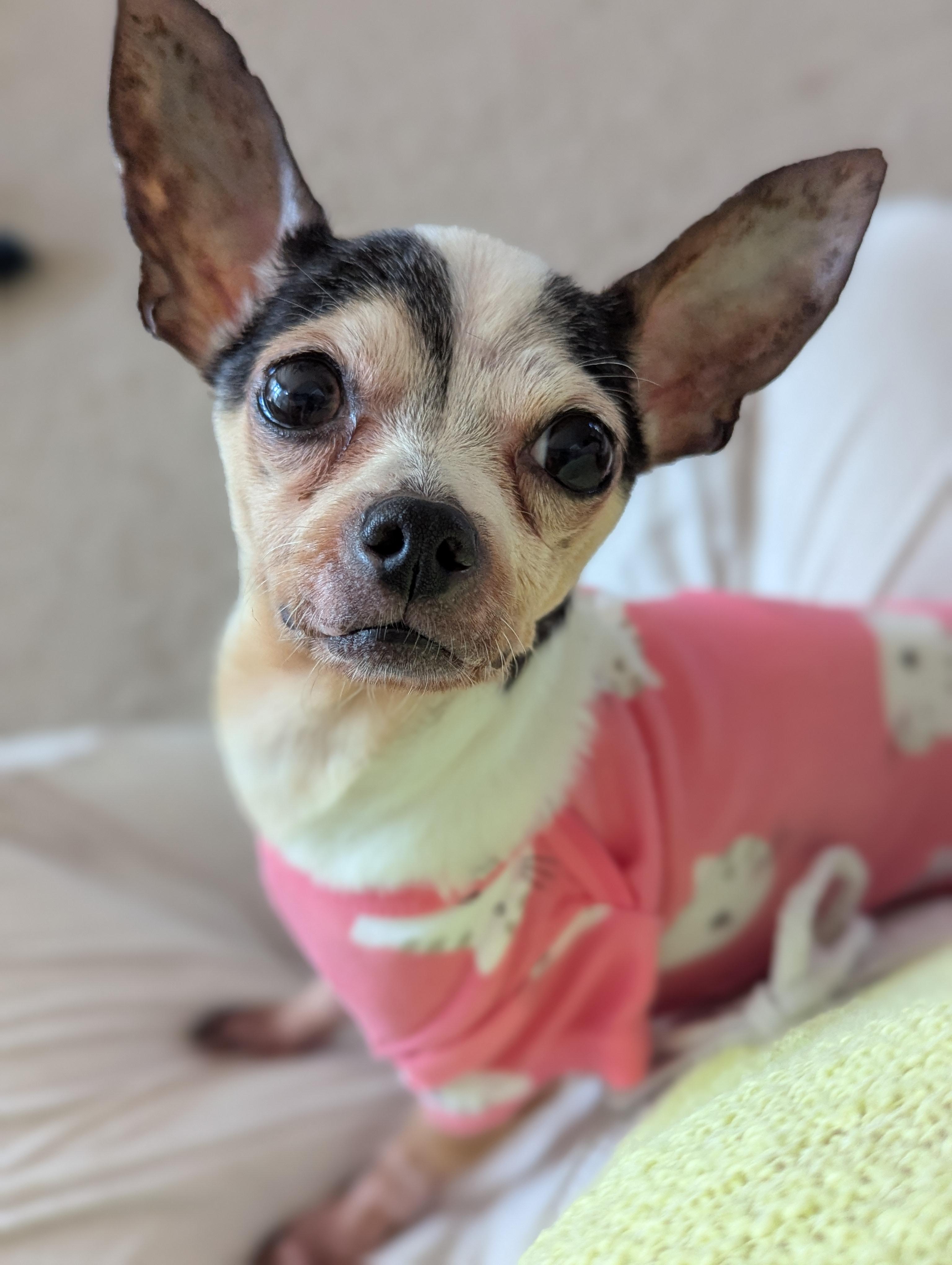 Paloma