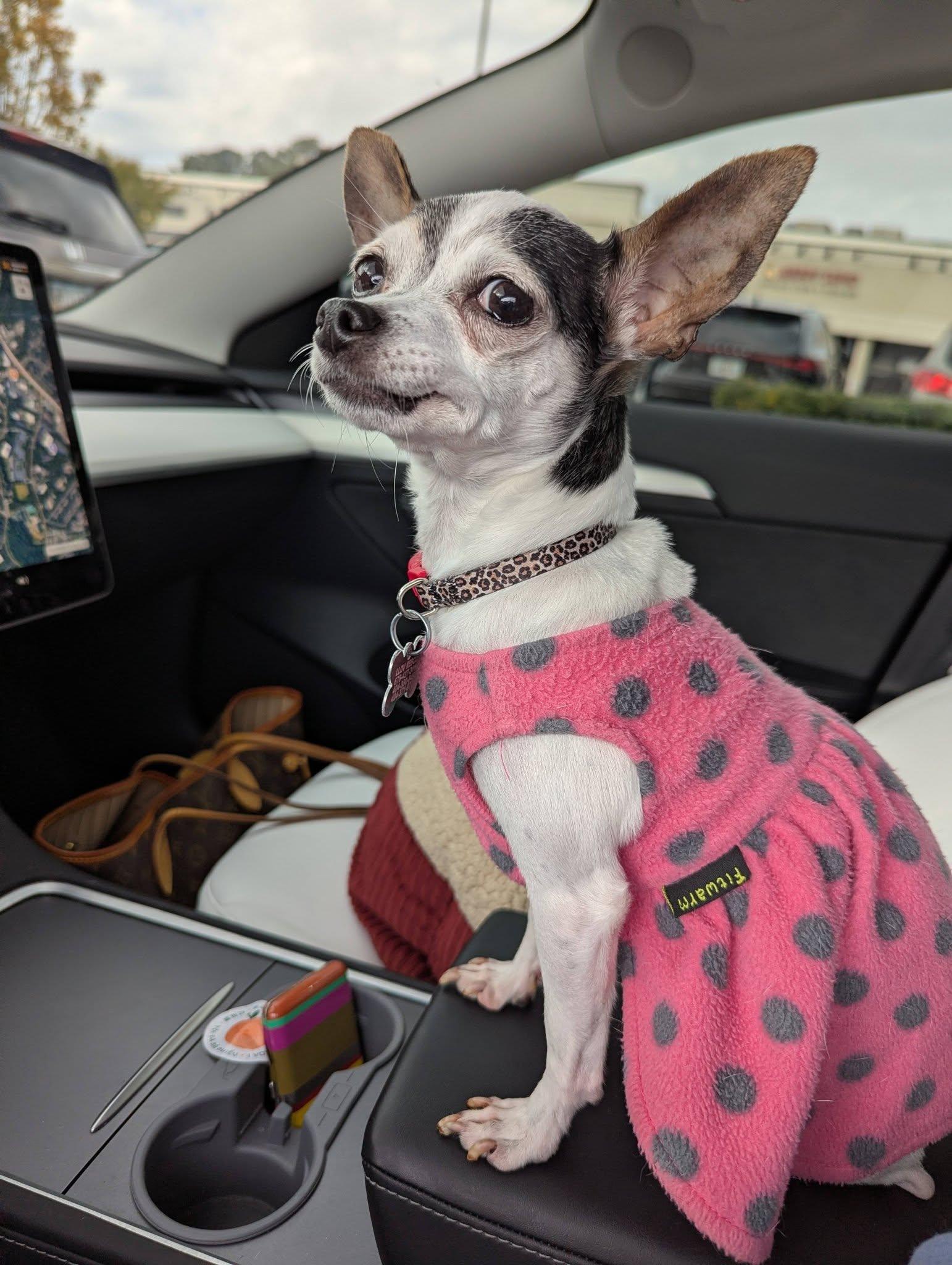 Paloma, a Adoptable Chihuahua image 2/5