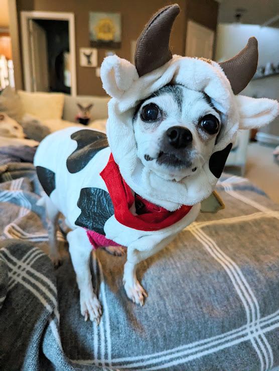 Paloma, a Adoptable Chihuahua image 3/5