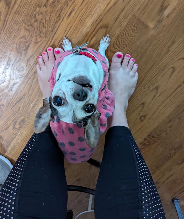 Paloma, a Adoptable Chihuahua image 4/5