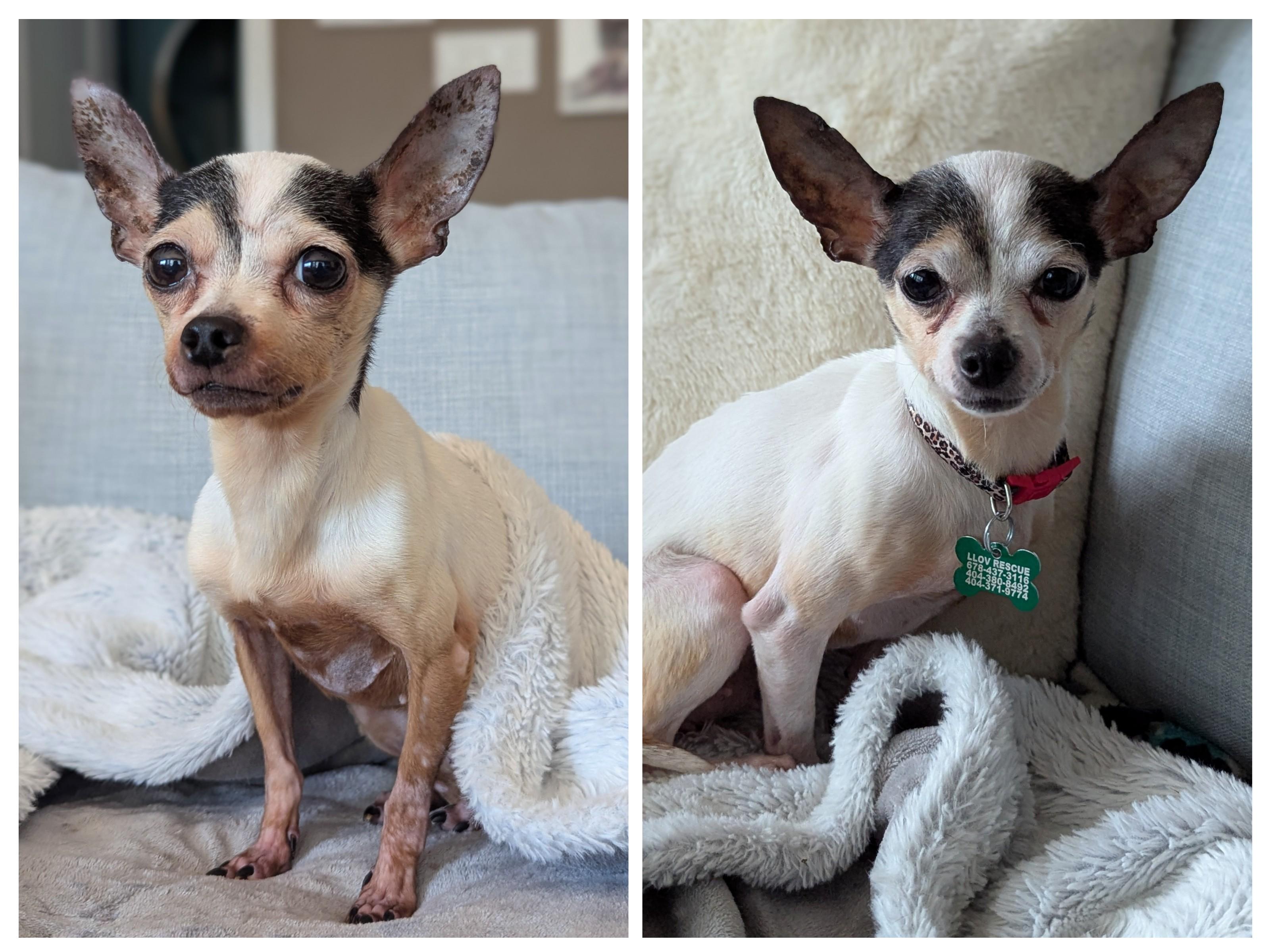 Paloma, a Adoptable Chihuahua image 5/5